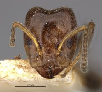 Media type: image;   Entomology 21329 Aspect: head frontal view